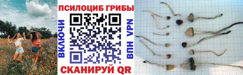 Галлюциногенные грибы Psilocybine cubensis Далматово